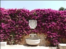 Tarragona Bougainvillea